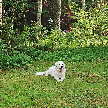 Markowy Dom ホームステイ