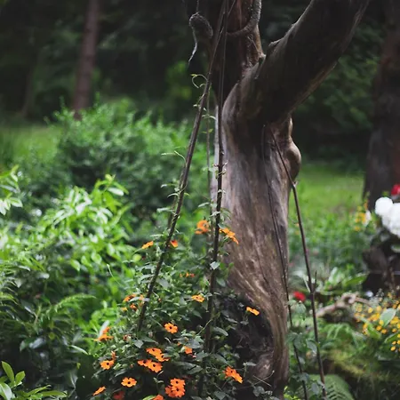 Markowy Dom ホームステイ