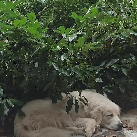 Markowy Dom Pansiyon