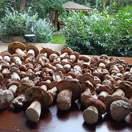 Markowy Dom ホームステイ *