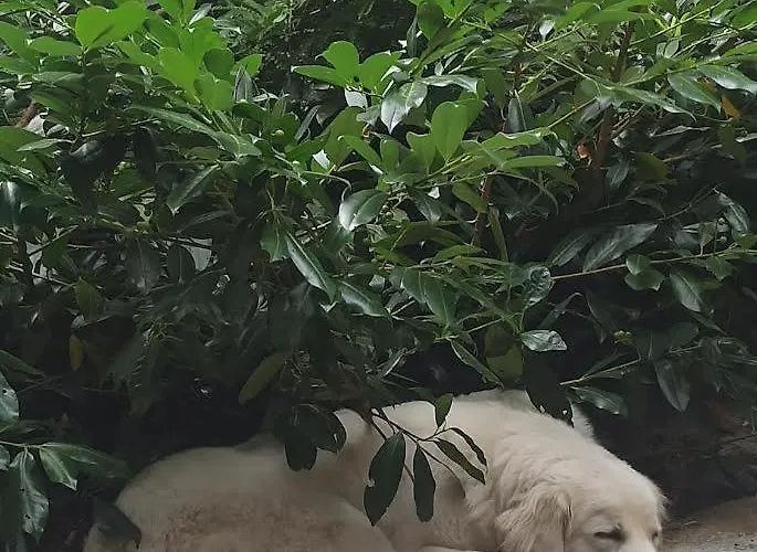 Markowy Dom Ubytování v soukromí